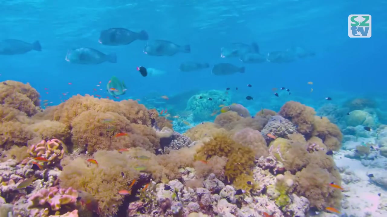 Deep Sea Bioluminescence, Documentary edit by Falcon Motion